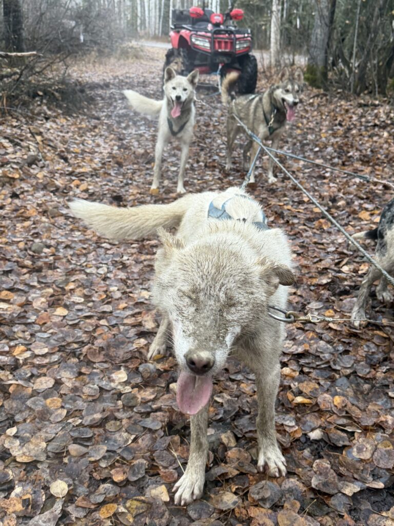 The white dog has eyes closed